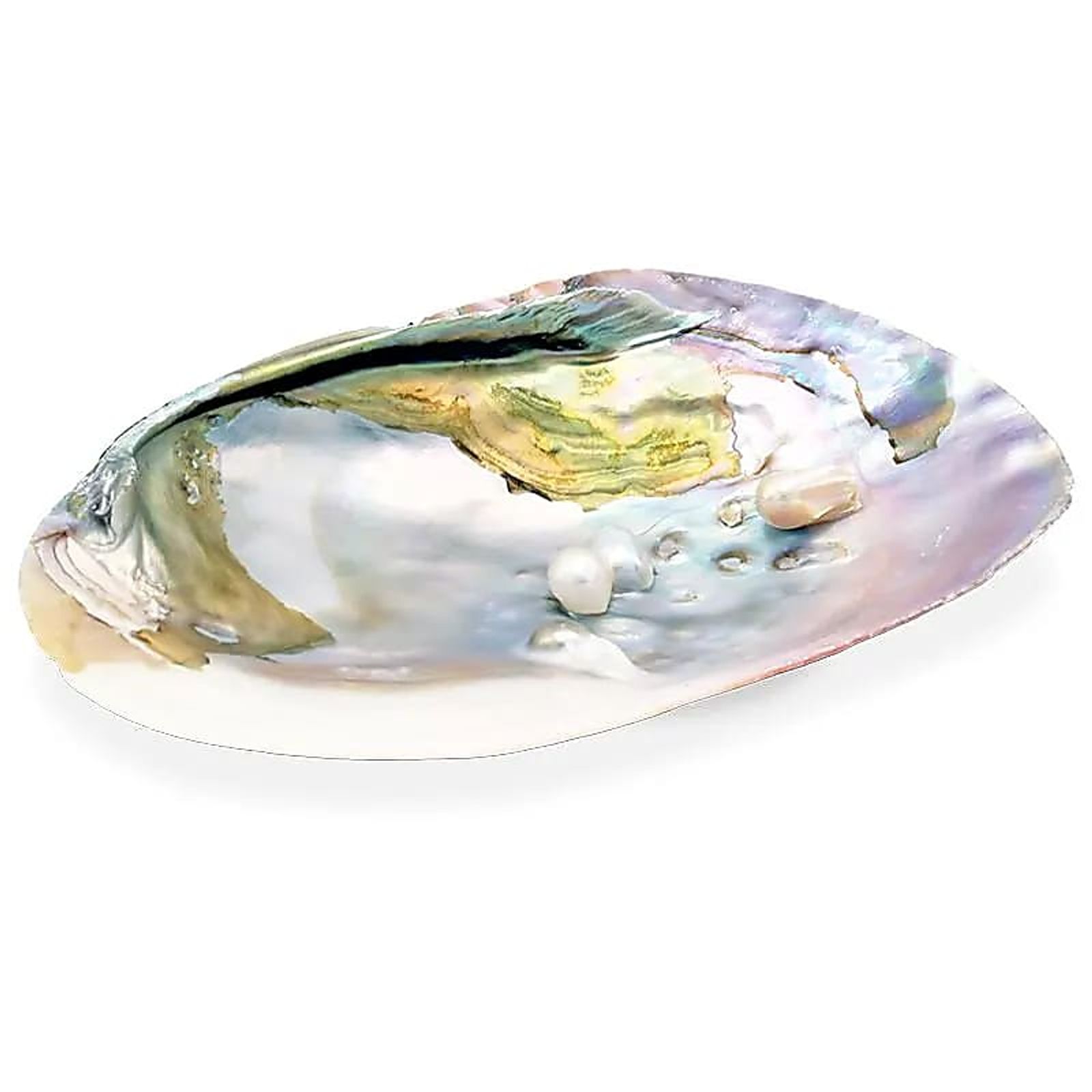 Perlmutt-Muschel mit Perlen -- 15-16 cm