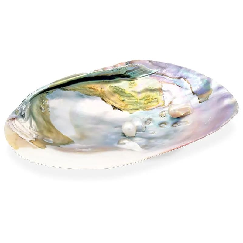 Perlmutt-Muschel mit Perlen - 15-16 cm