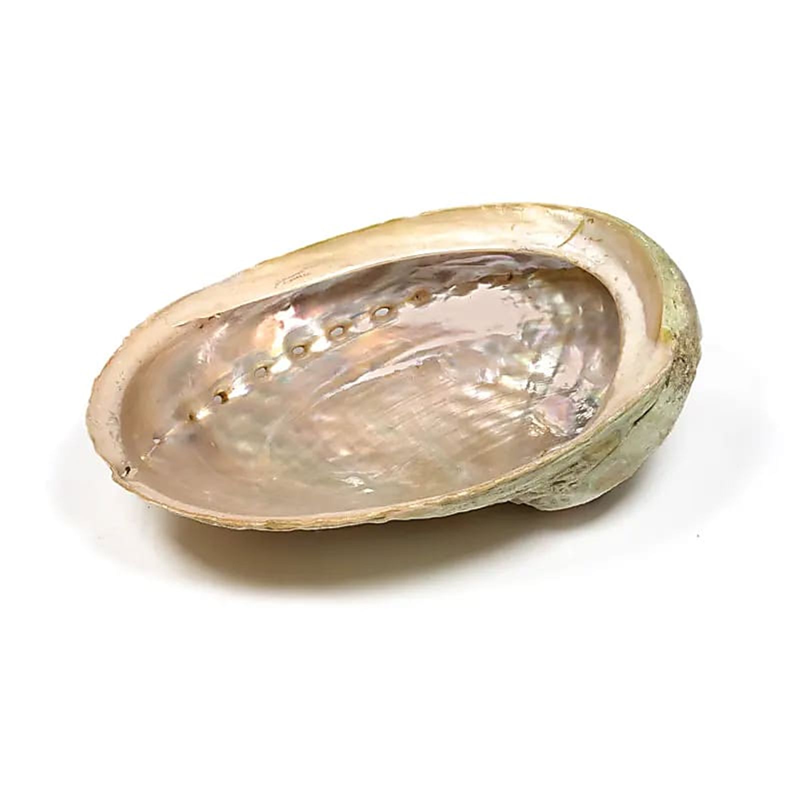Abalone Smudge Muschel Haliotis diversicolor L -- ±15.5-18 cm