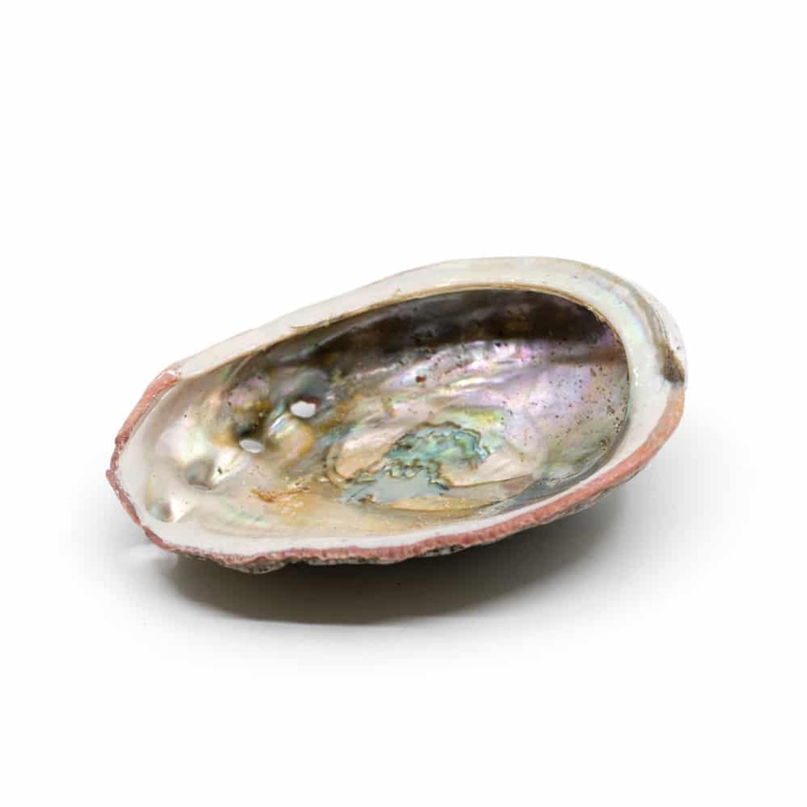 Abalone-Muschel- Medium - 70 bis 90 mm